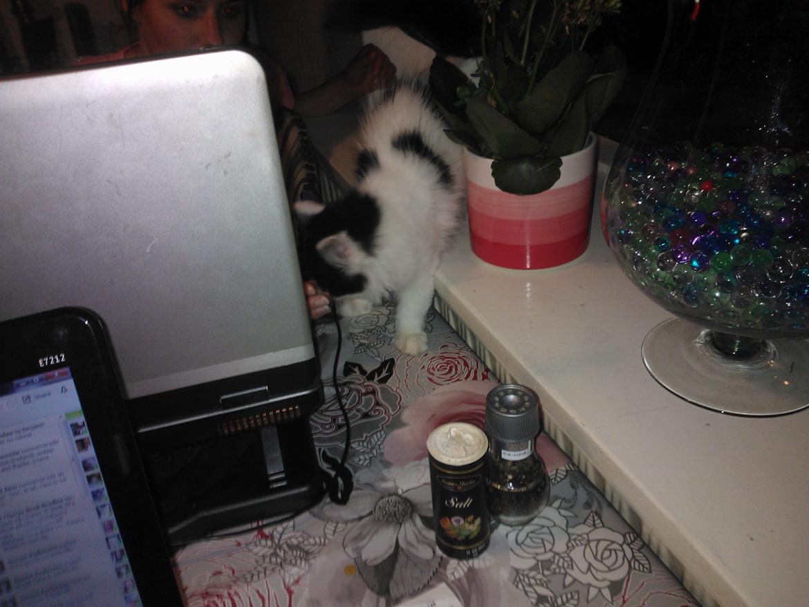 Blanding af racer Frida billede 7