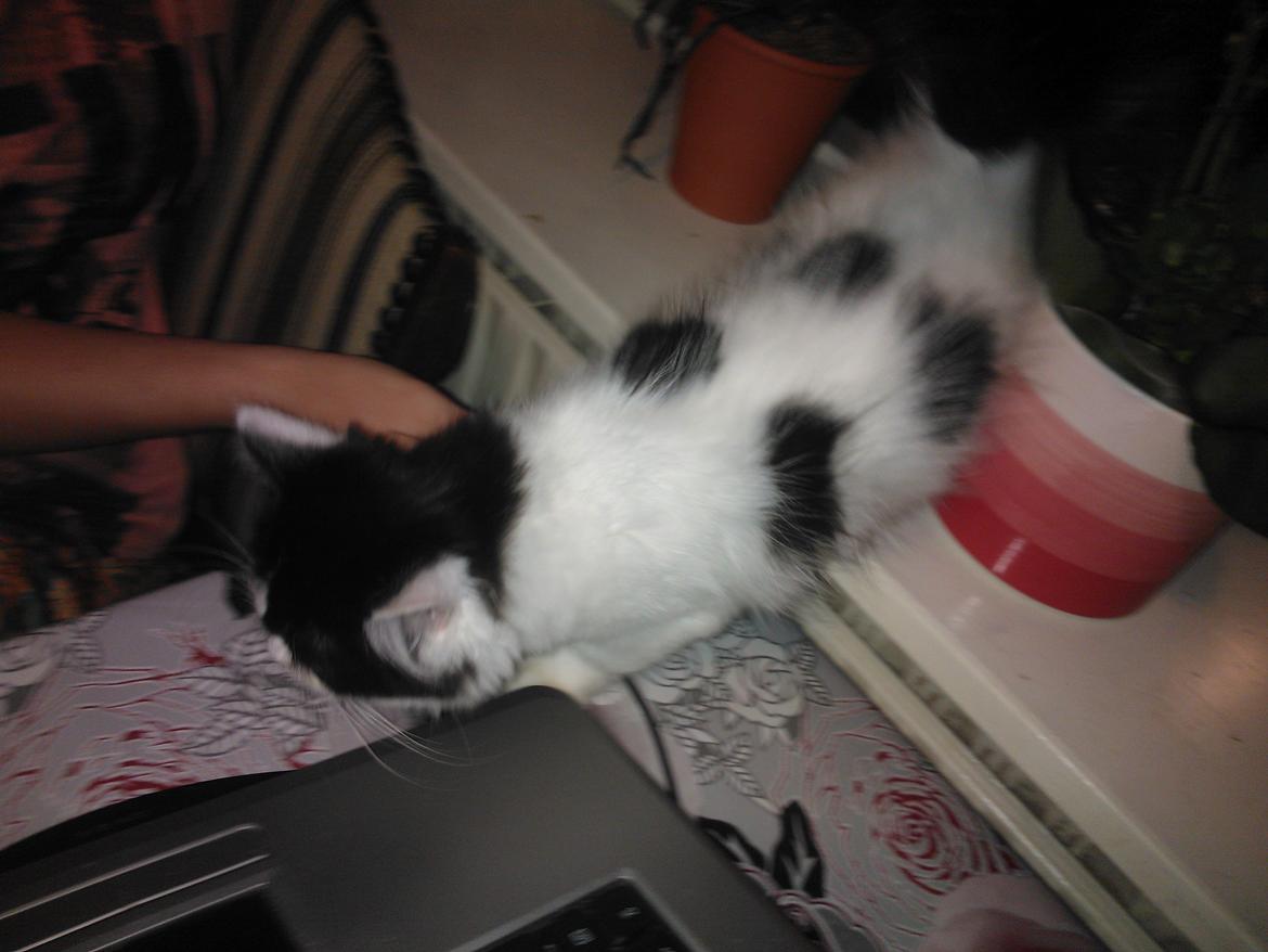 Blanding af racer Frida billede 8