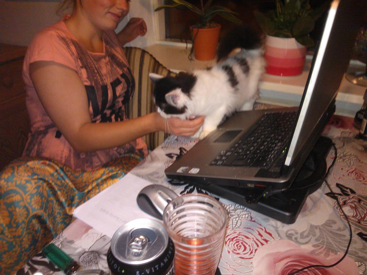 Blanding af racer Frida billede 9