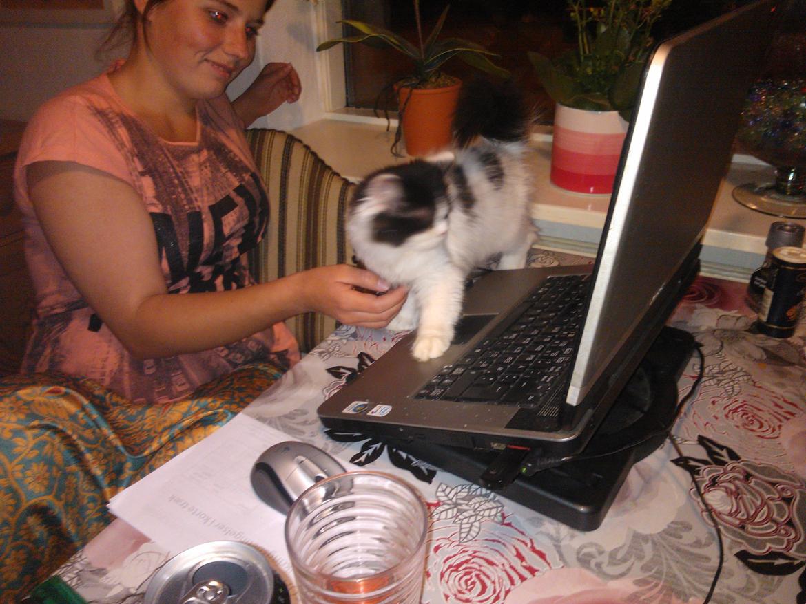 Blanding af racer Frida billede 10