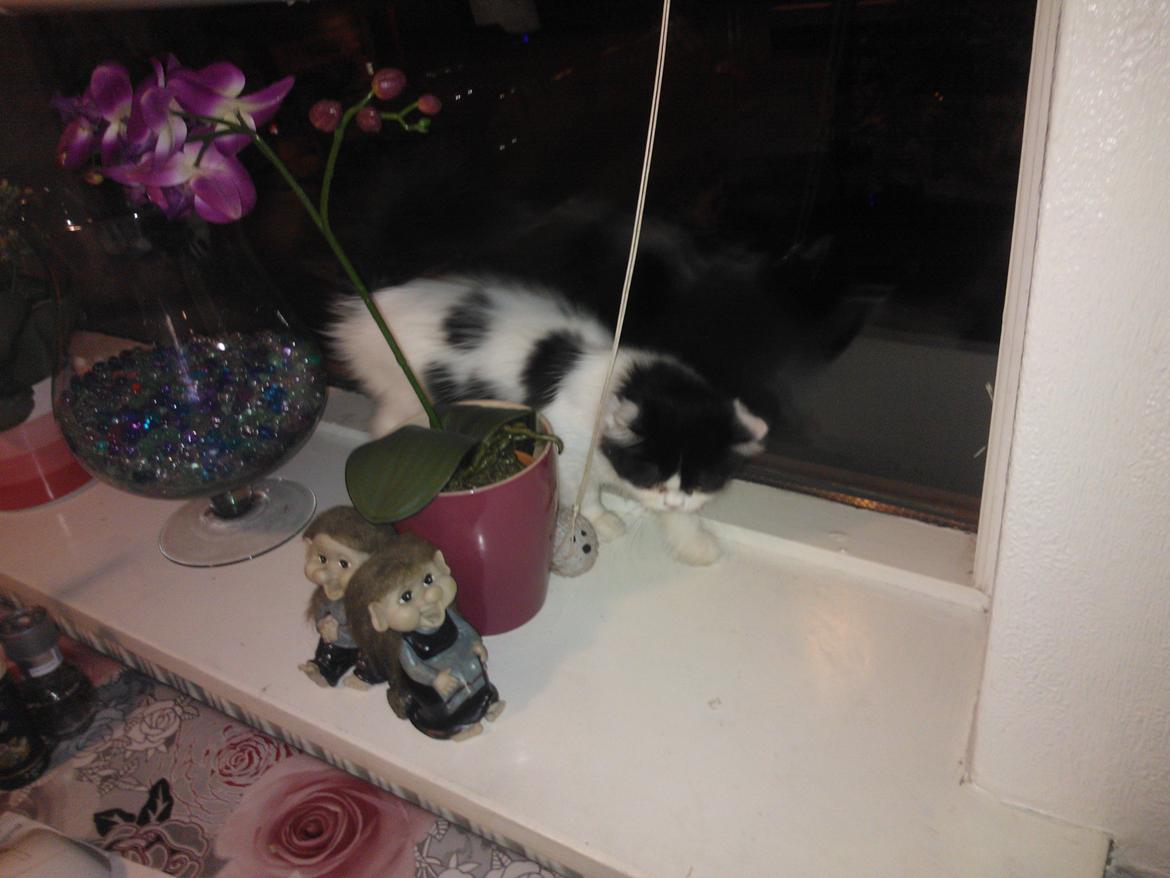 Blanding af racer Frida billede 11