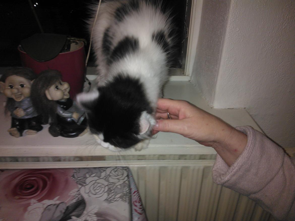 Blanding af racer Frida billede 12