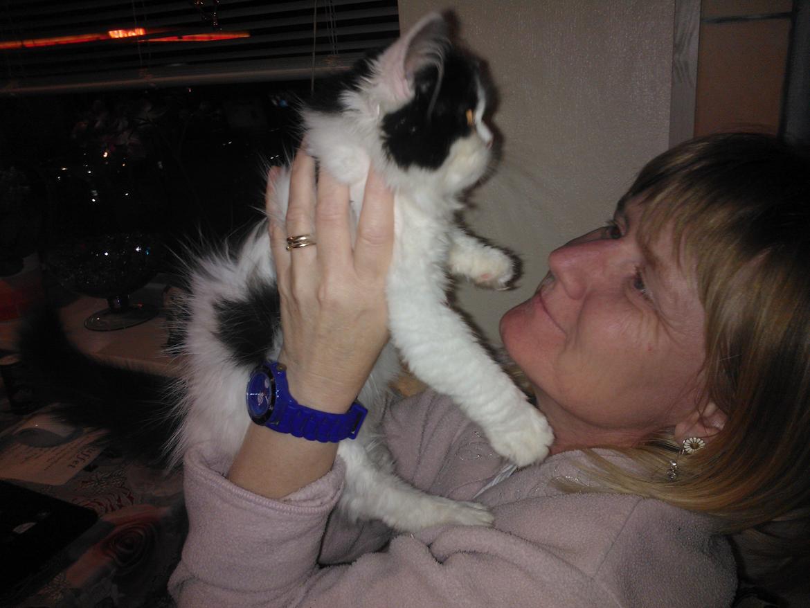 Blanding af racer Frida billede 13