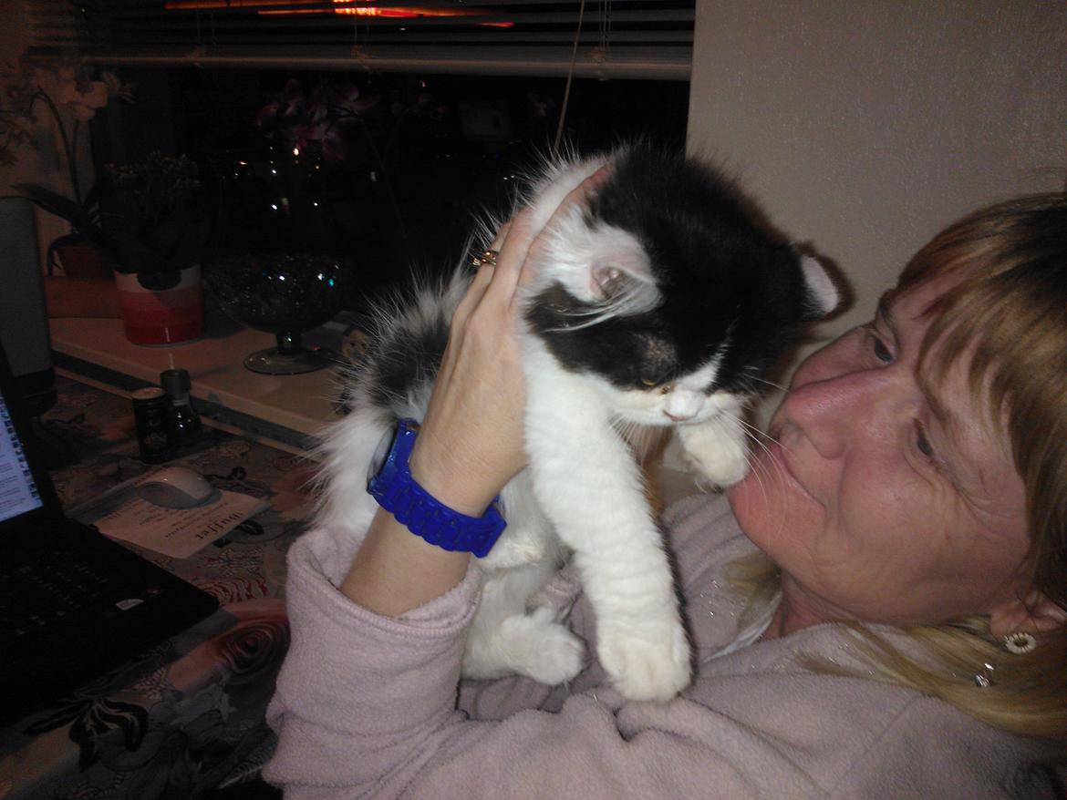 Blanding af racer Frida billede 14