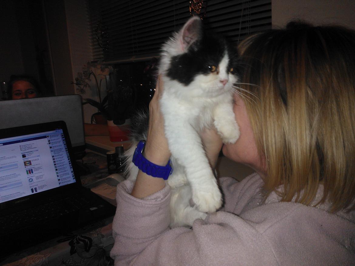 Blanding af racer Frida billede 15