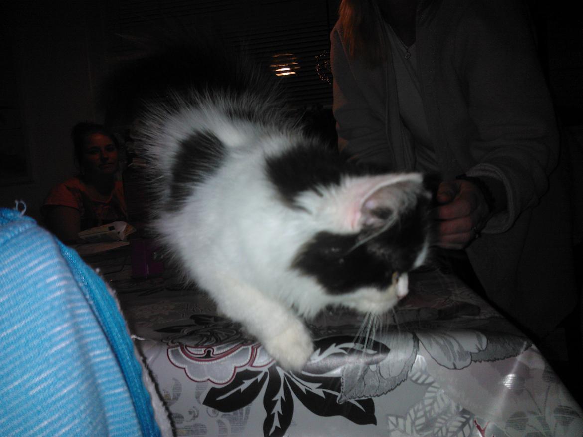 Blanding af racer Frida billede 16