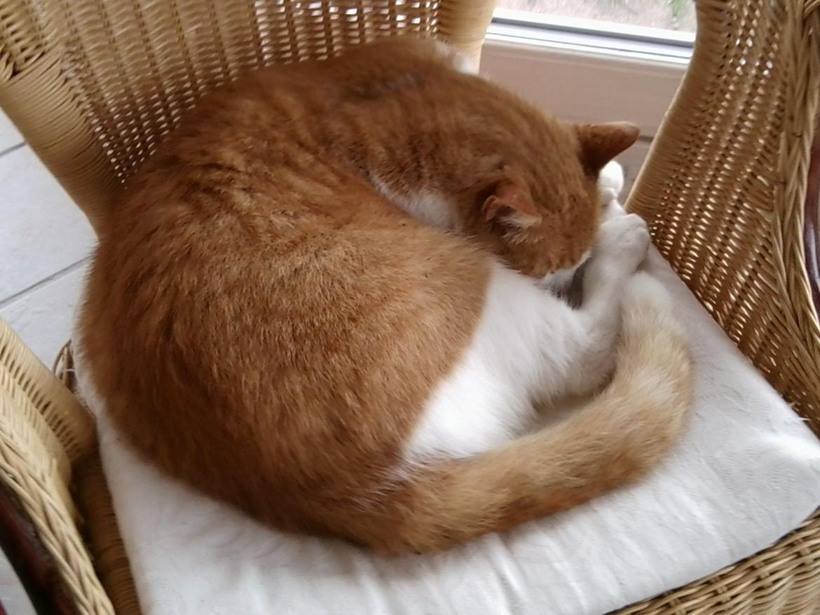 Huskat Mickey billede 11