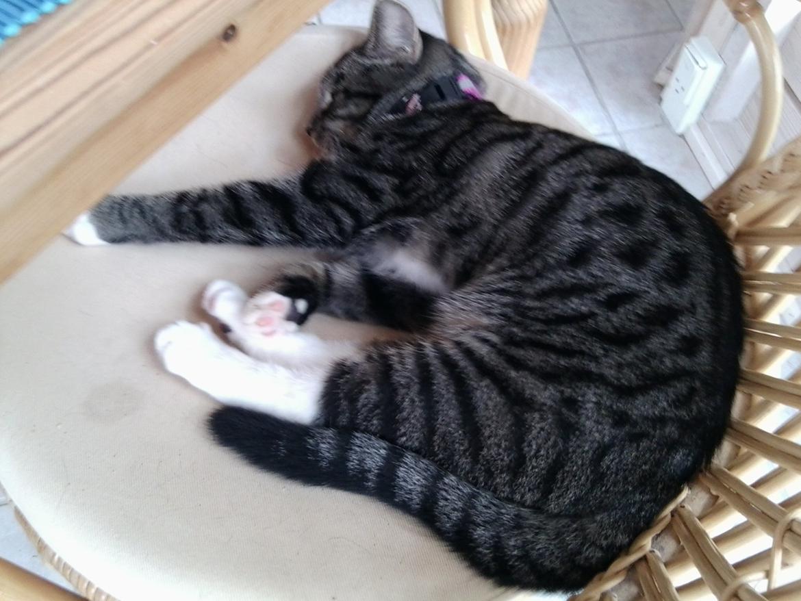Huskat Cecilie billede 12