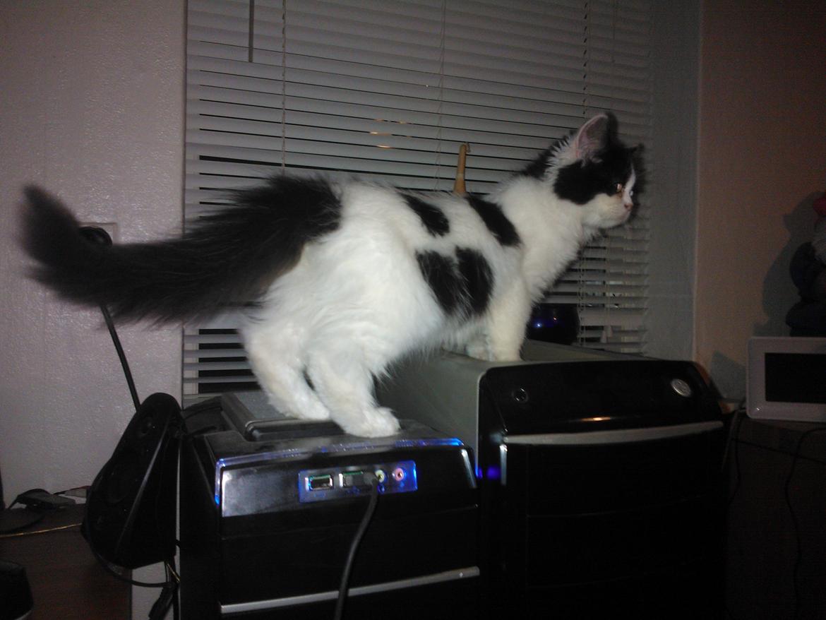 Blanding af racer Frida billede 17