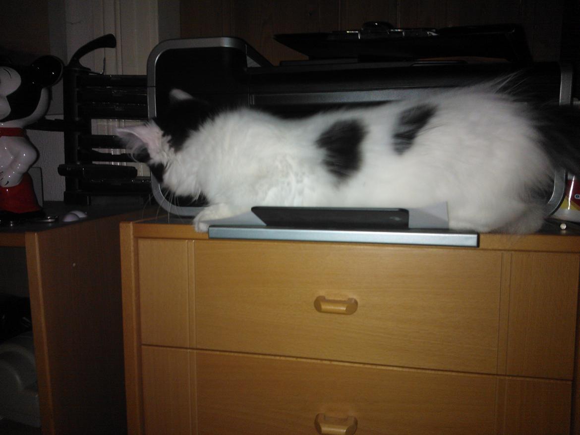 Blanding af racer Frida billede 18