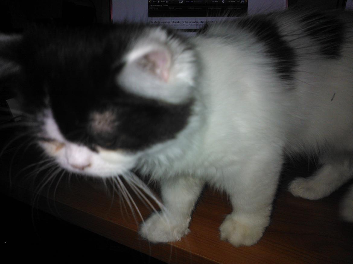 Blanding af racer Frida billede 19