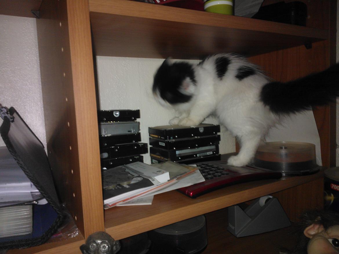 Blanding af racer Frida billede 20