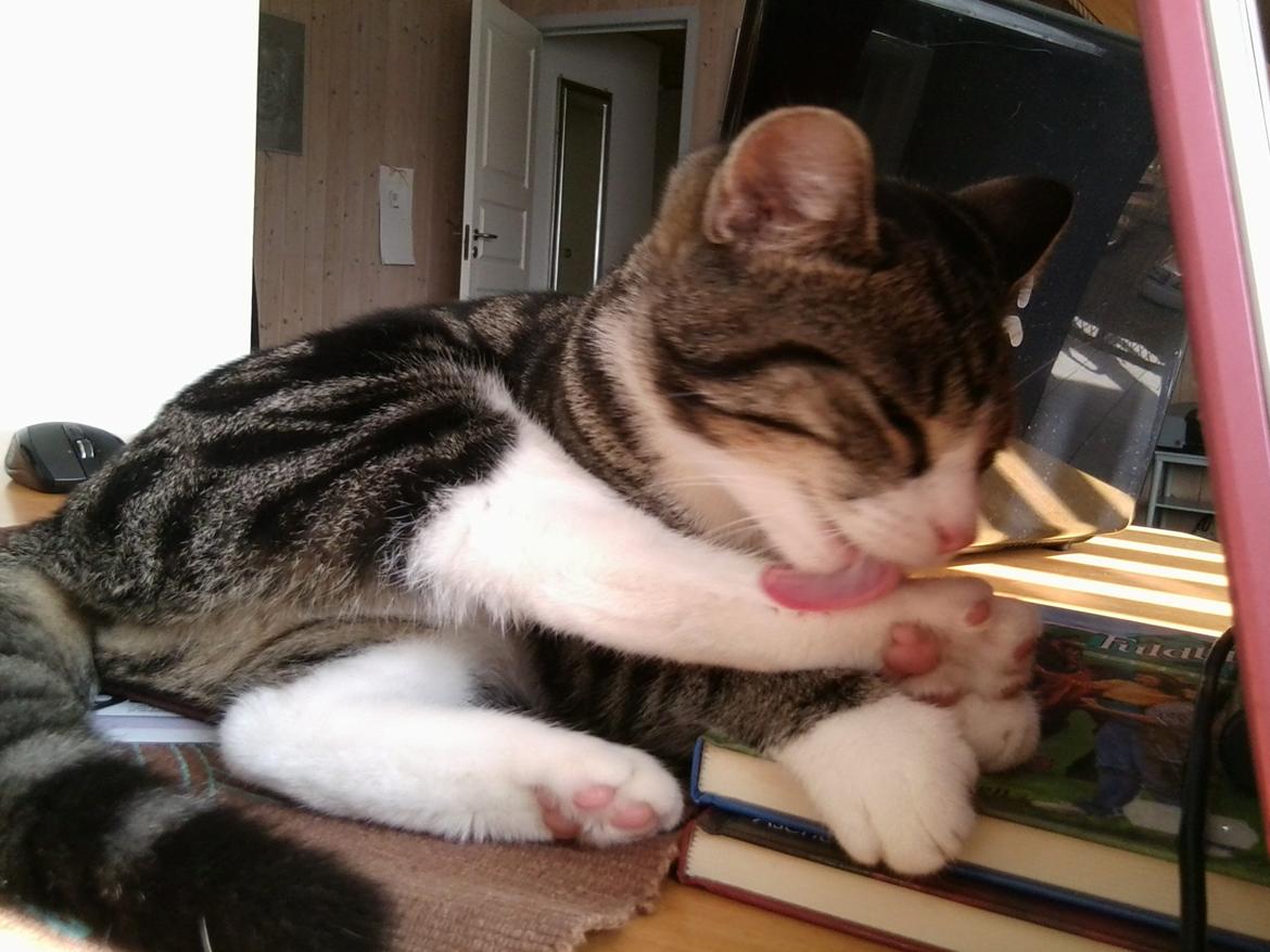 Huskat Mille billede 13