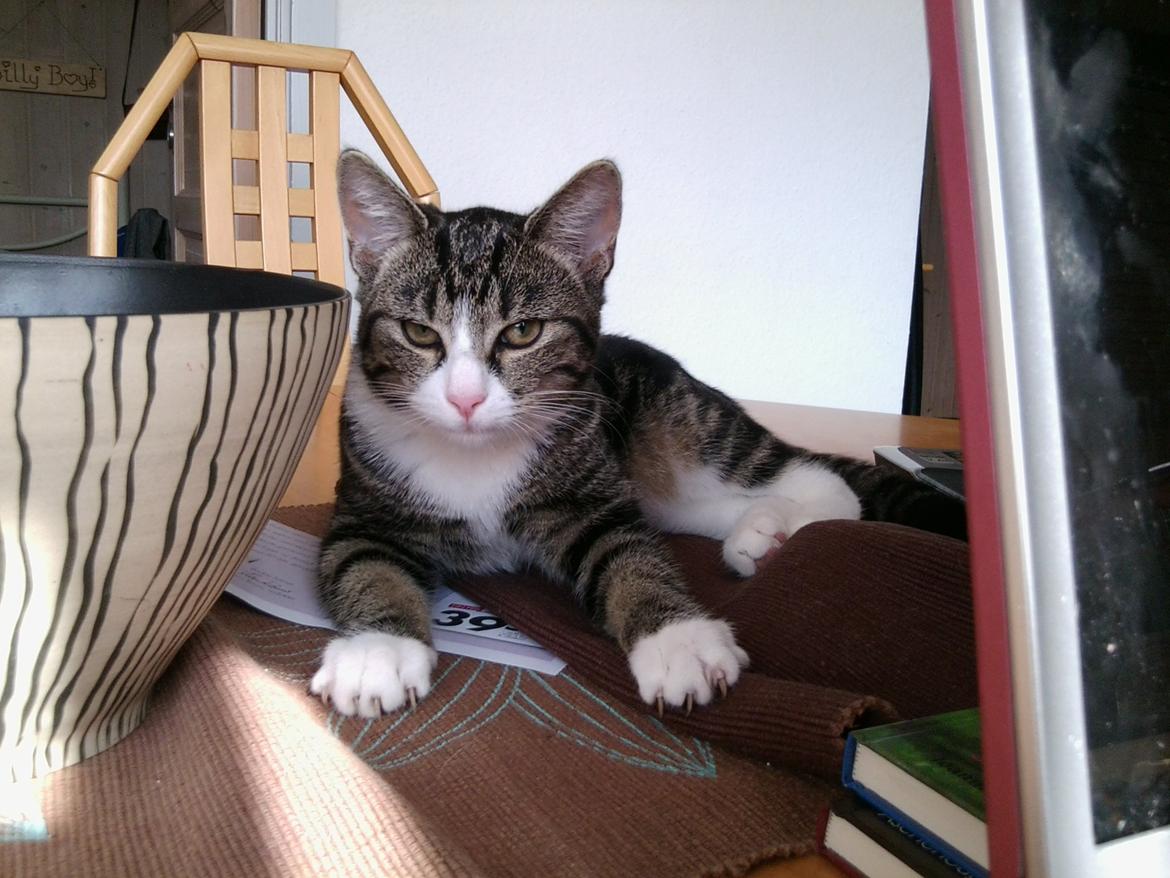 Huskat Mille billede 14