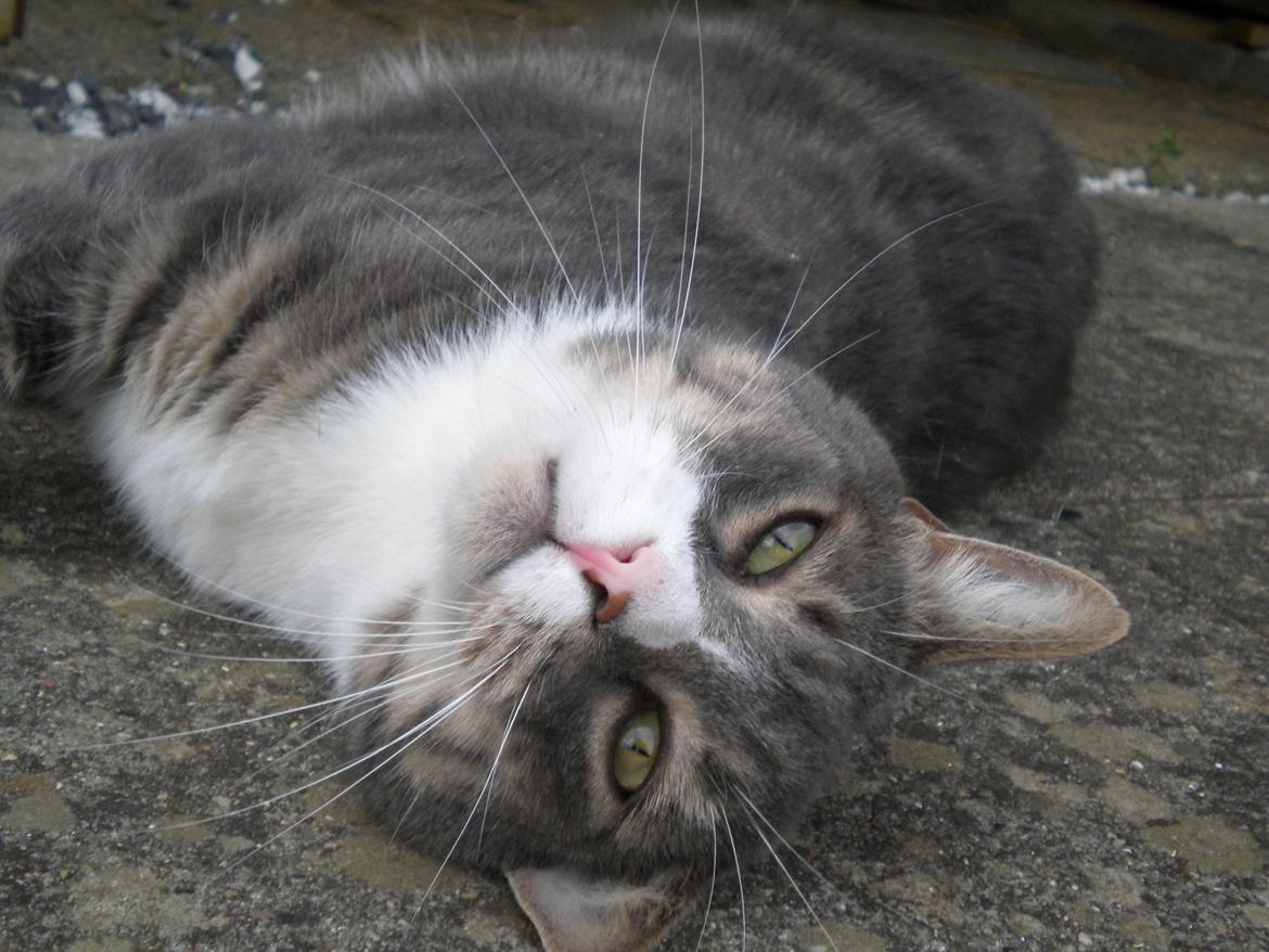 Blanding af racer Garfield (Gaffer) billede 10