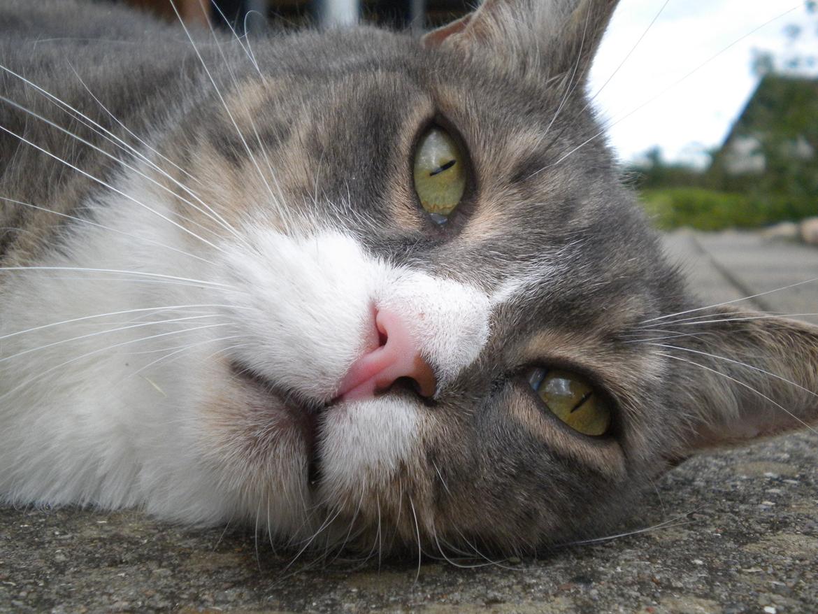 Blanding af racer Garfield (Gaffer) billede 11