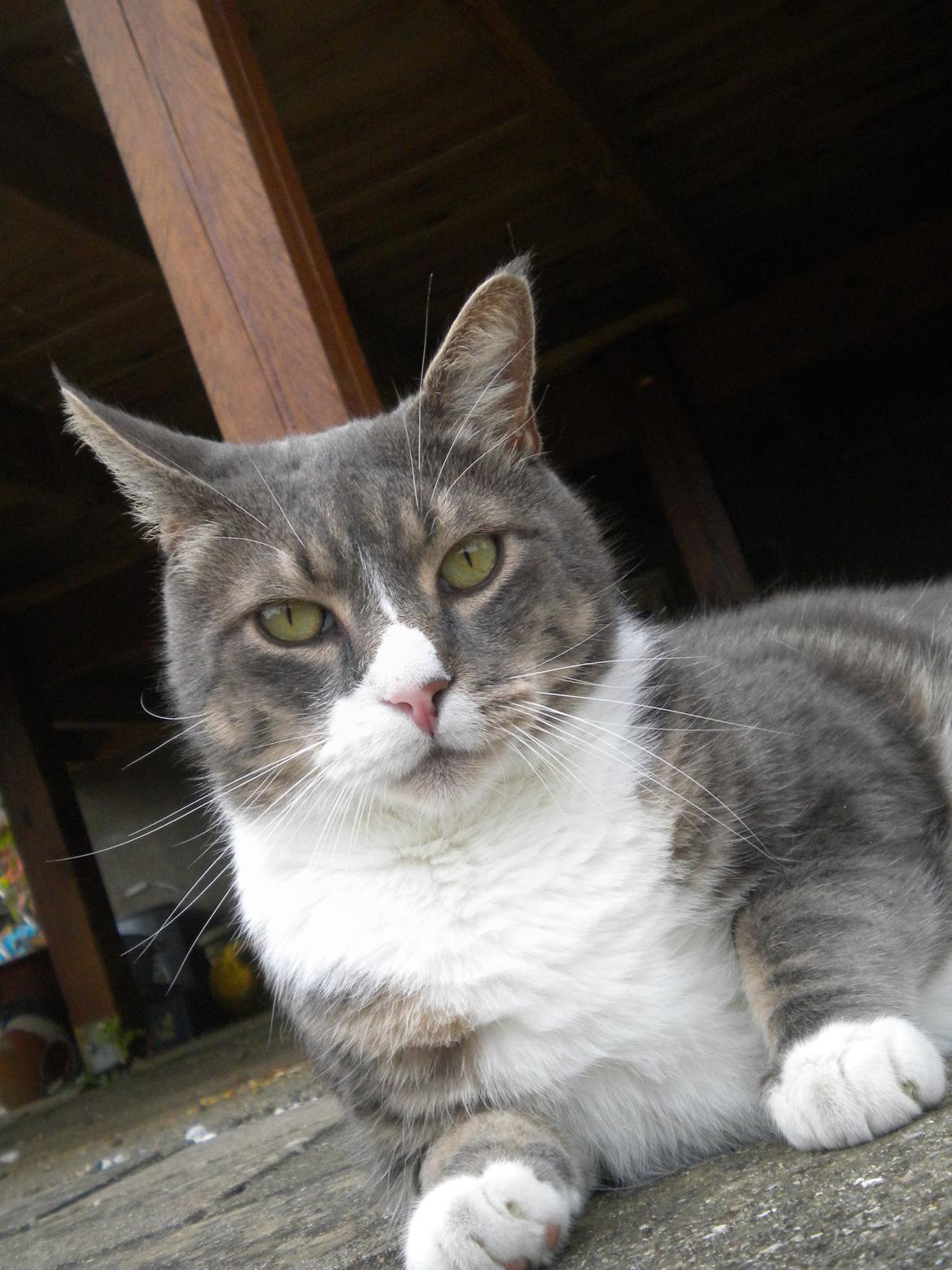 Blanding af racer Garfield (Gaffer) billede 12