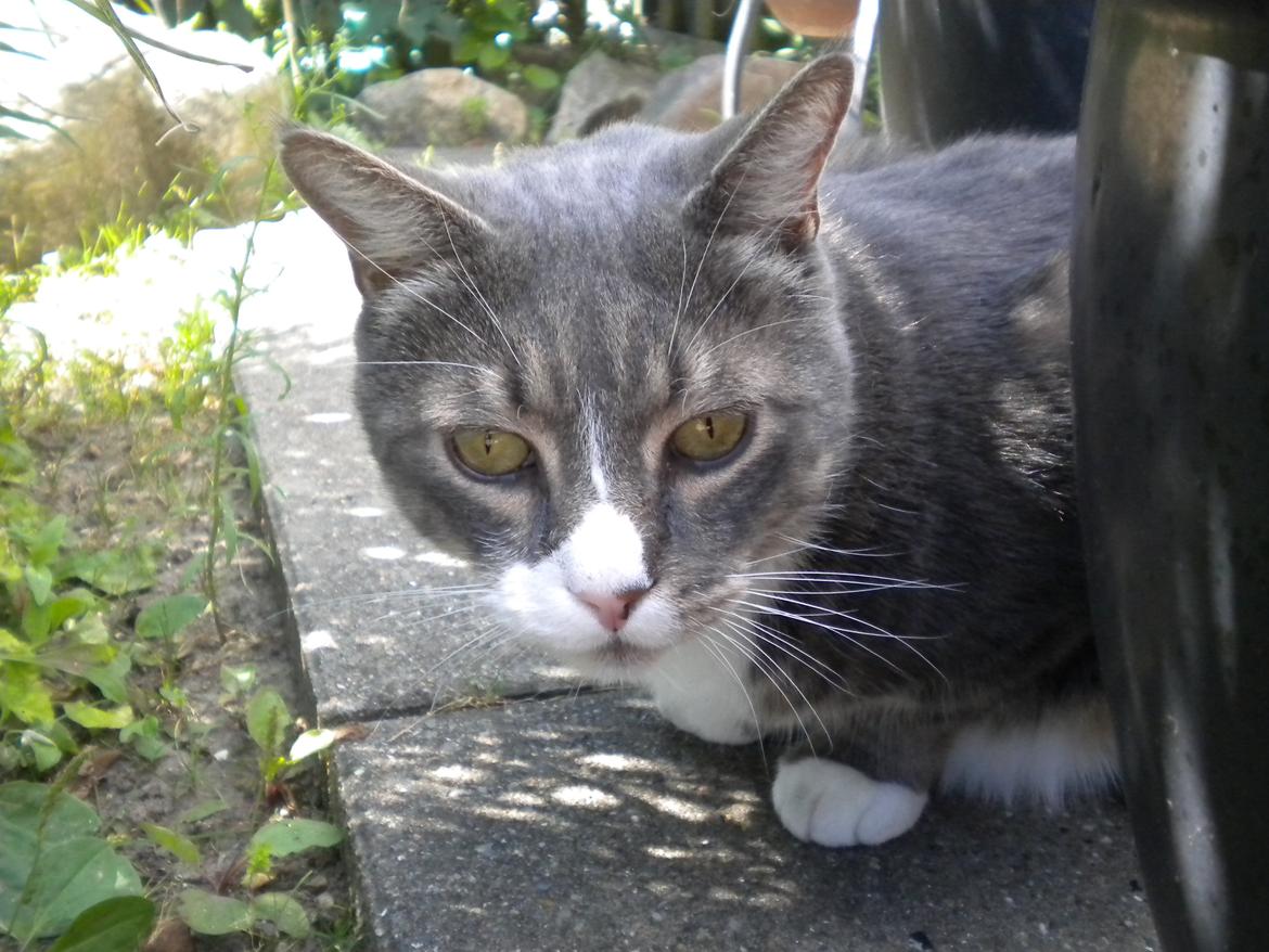 Blanding af racer Garfield (Gaffer) billede 15