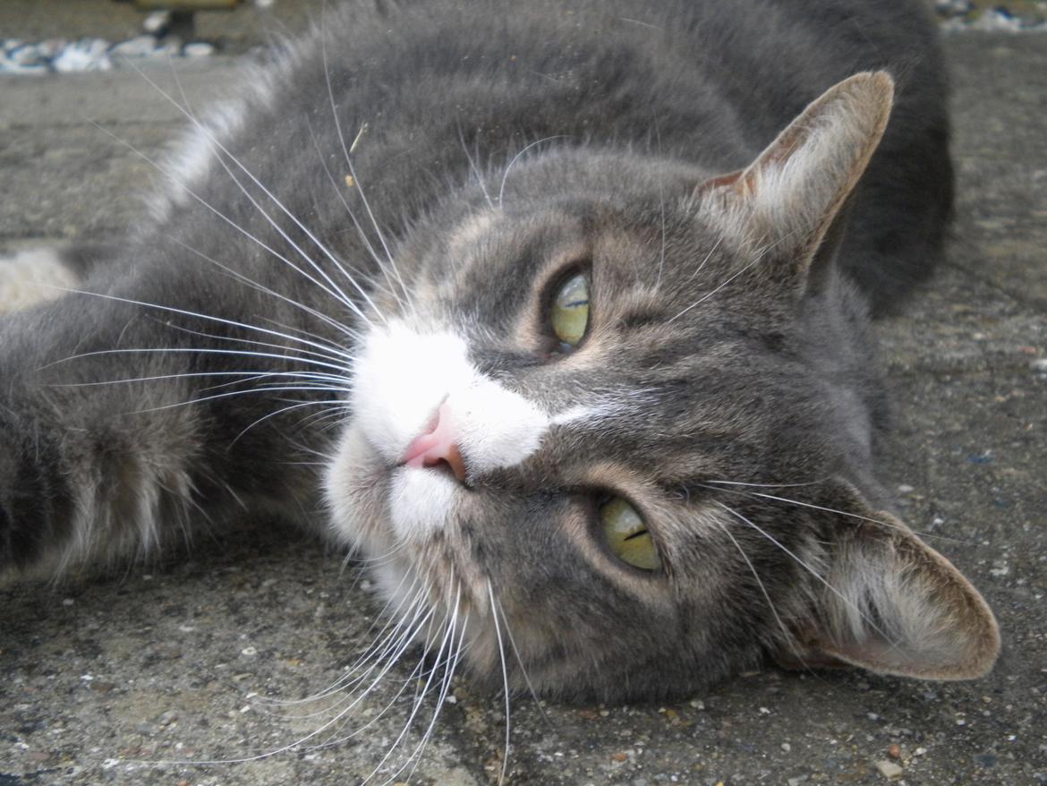 Blanding af racer Garfield (Gaffer) billede 1