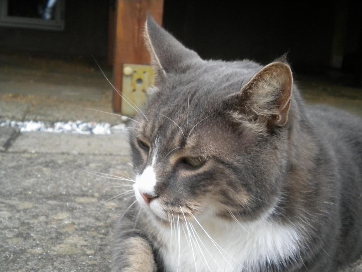 Blanding af racer Garfield (Gaffer) billede 13