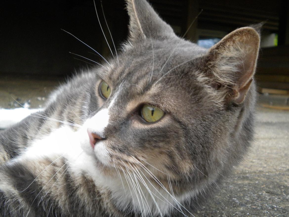 Blanding af racer Garfield (Gaffer) billede 14