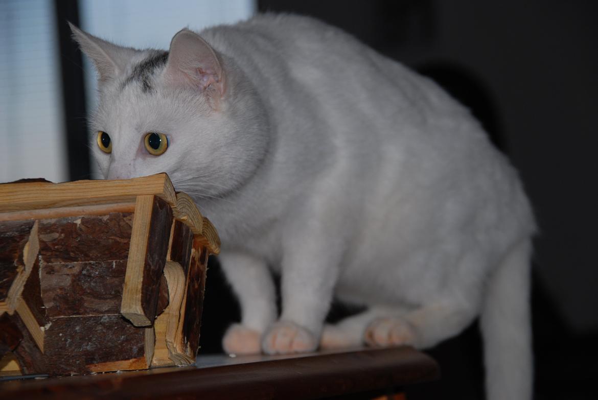 Blanding af racer Miss Snowball billede 1