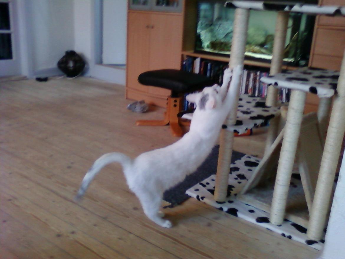 Blanding af racer Miss Snowball billede 2