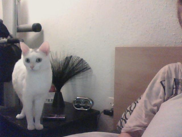 Blanding af racer Miss Snowball billede 3