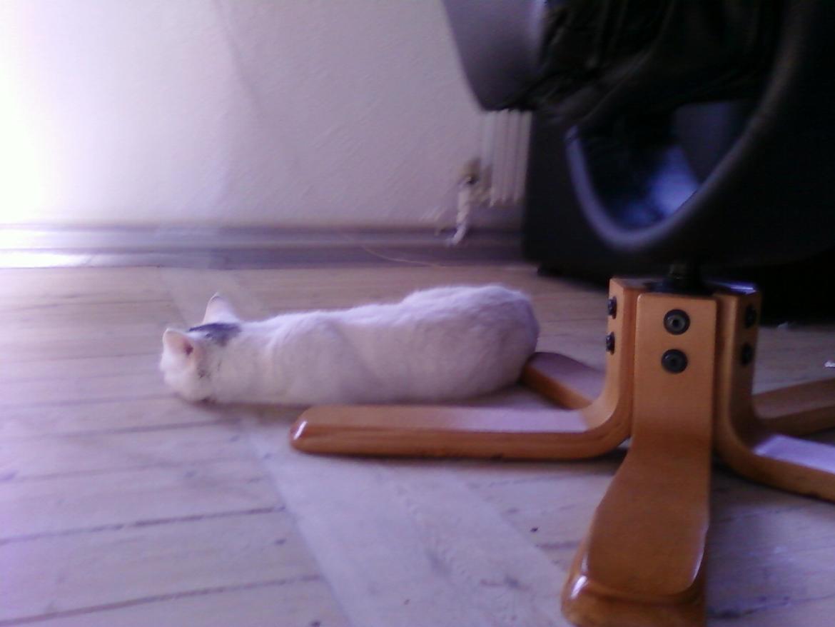 Blanding af racer Miss Snowball billede 5