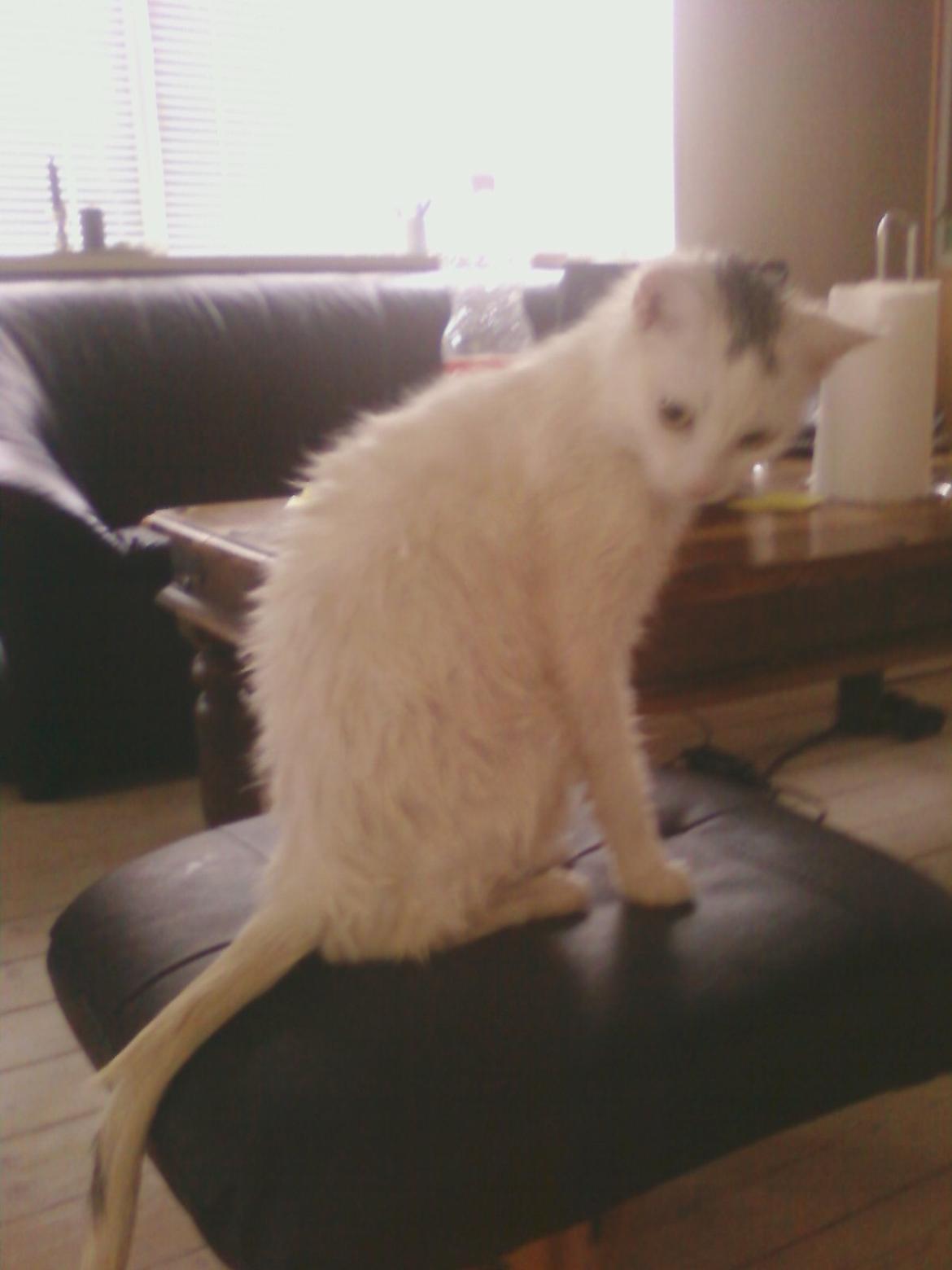 Blanding af racer Miss Snowball billede 6