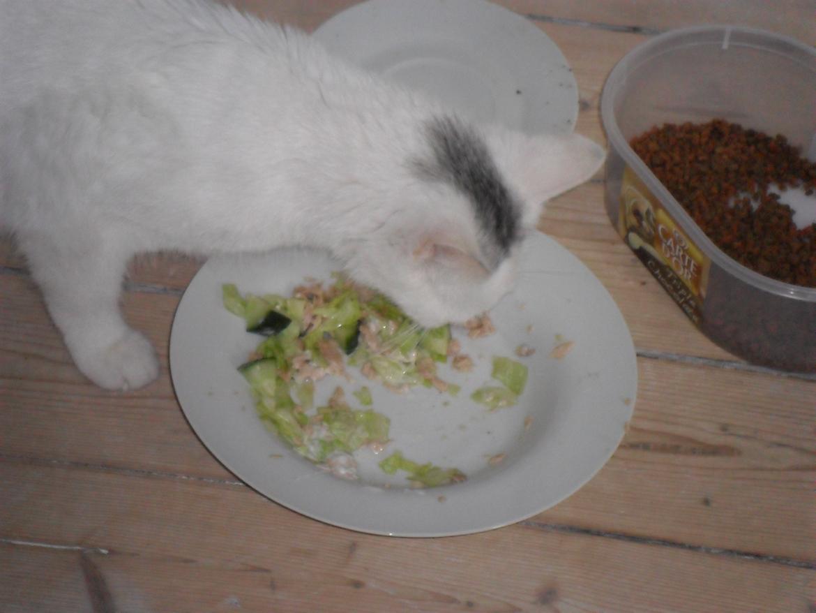 Blanding af racer Miss Snowball billede 8