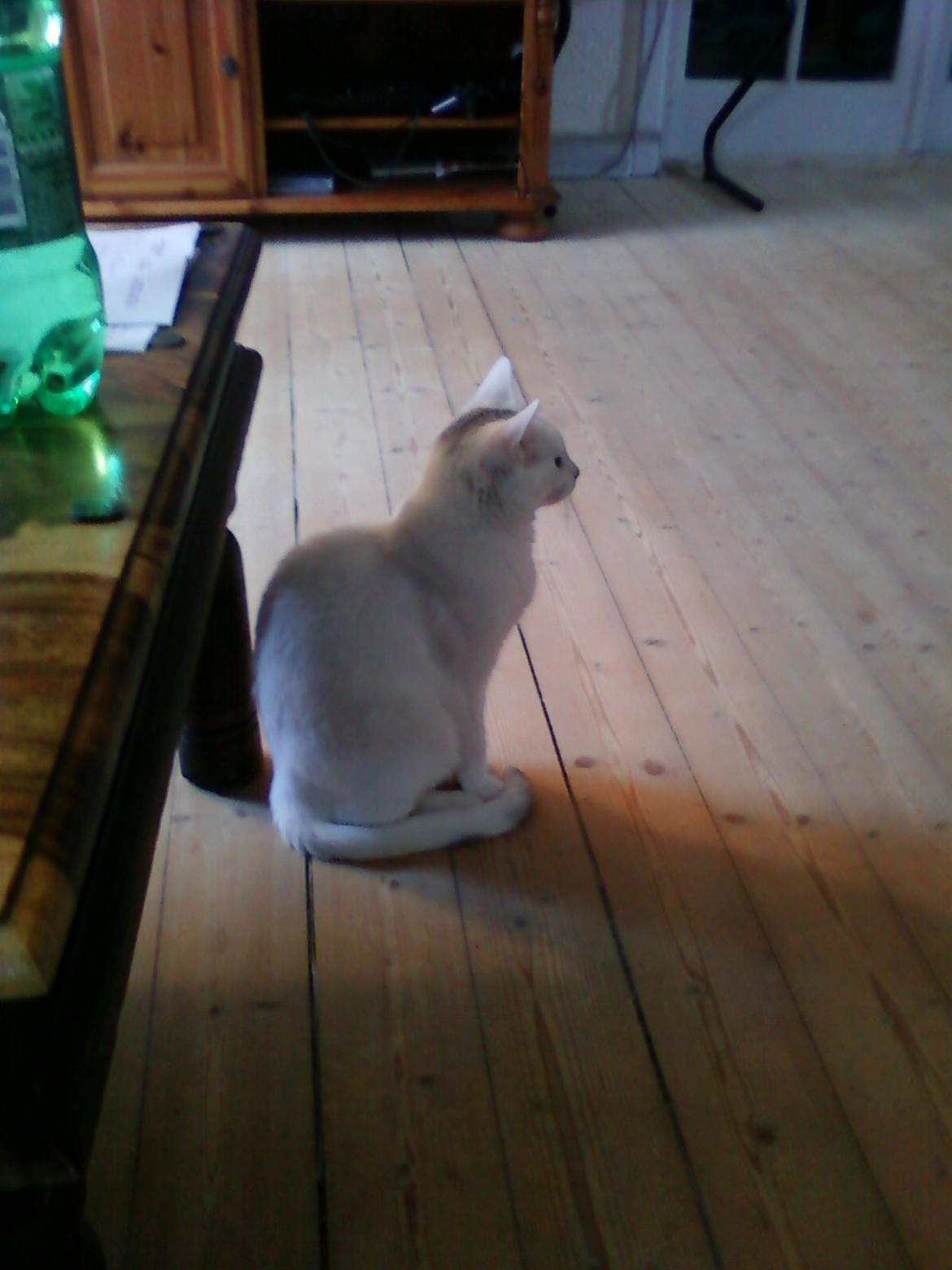 Blanding af racer Miss Snowball billede 9