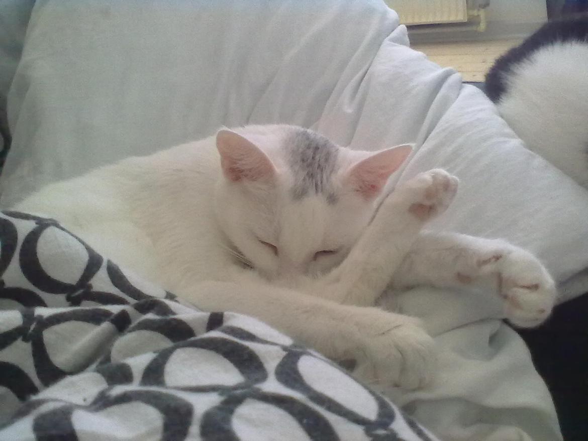 Blanding af racer Miss Snowball billede 10