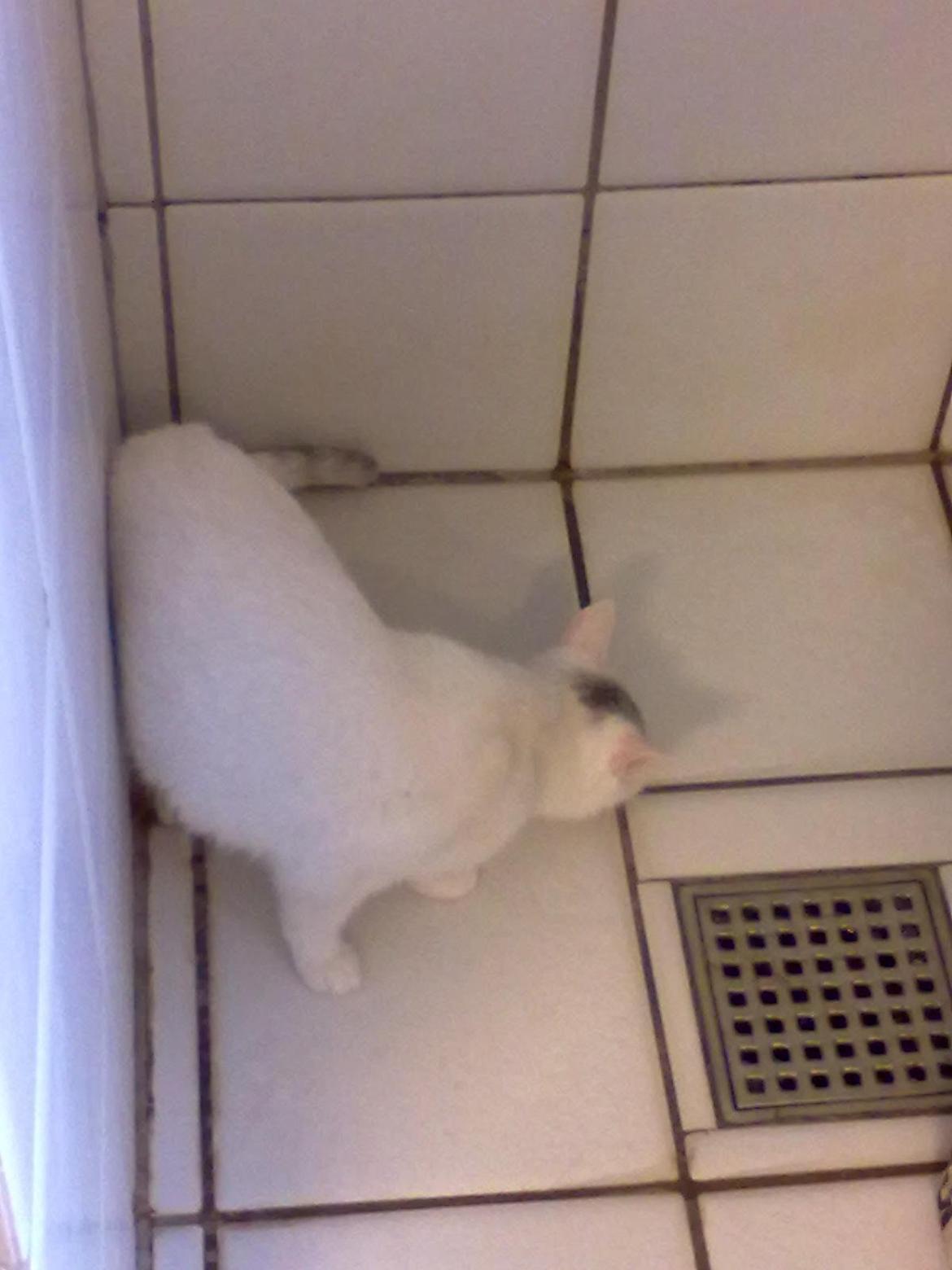 Blanding af racer Miss Snowball billede 11