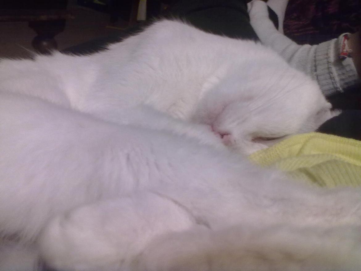 Blanding af racer Miss Snowball billede 12