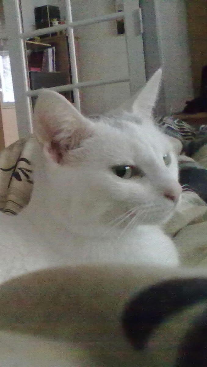 Blanding af racer Miss Snowball billede 13