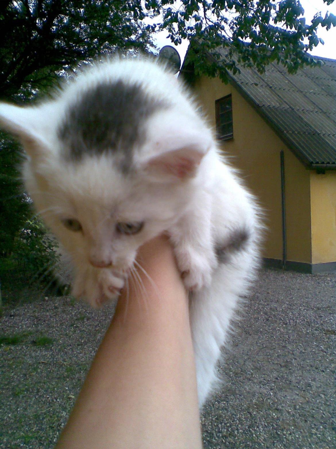 Blanding af racer Miss Snowball billede 15