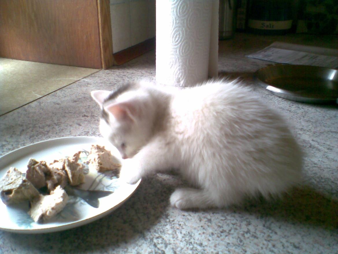 Blanding af racer Miss Snowball billede 16