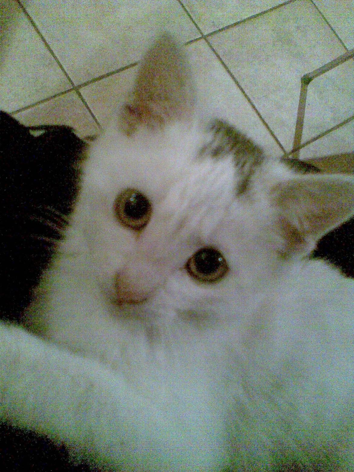 Blanding af racer Miss Snowball billede 17