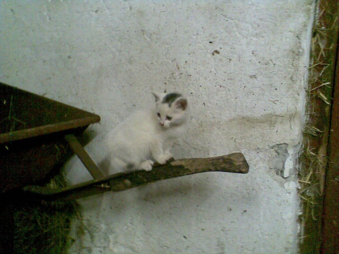 Blanding af racer Miss Snowball billede 18