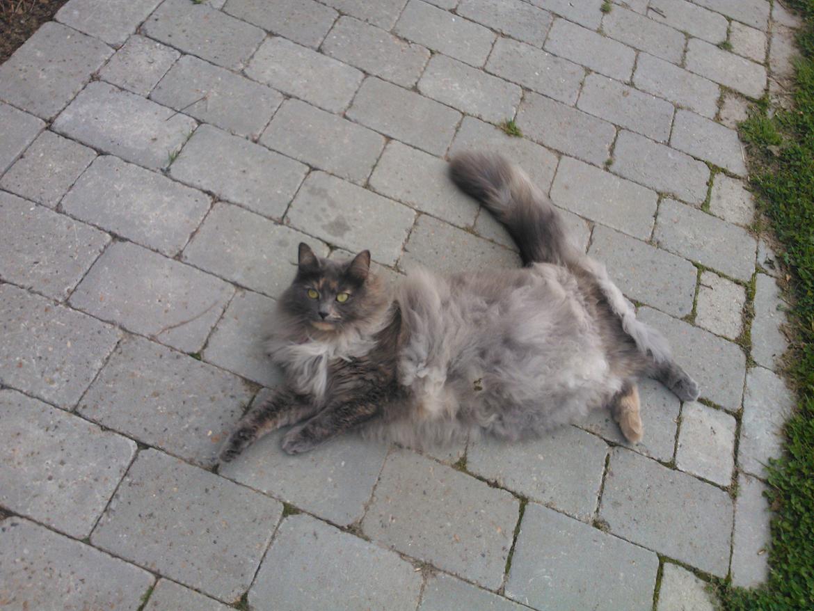 Blanding af racer Uldtot billede 1