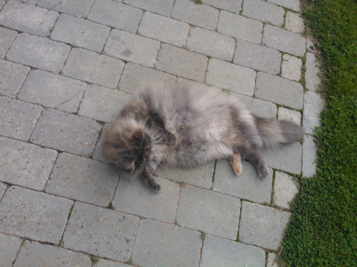 Blanding af racer Uldtot billede 2