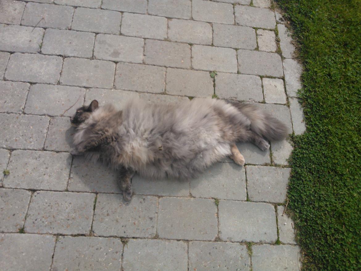 Blanding af racer Uldtot billede 3