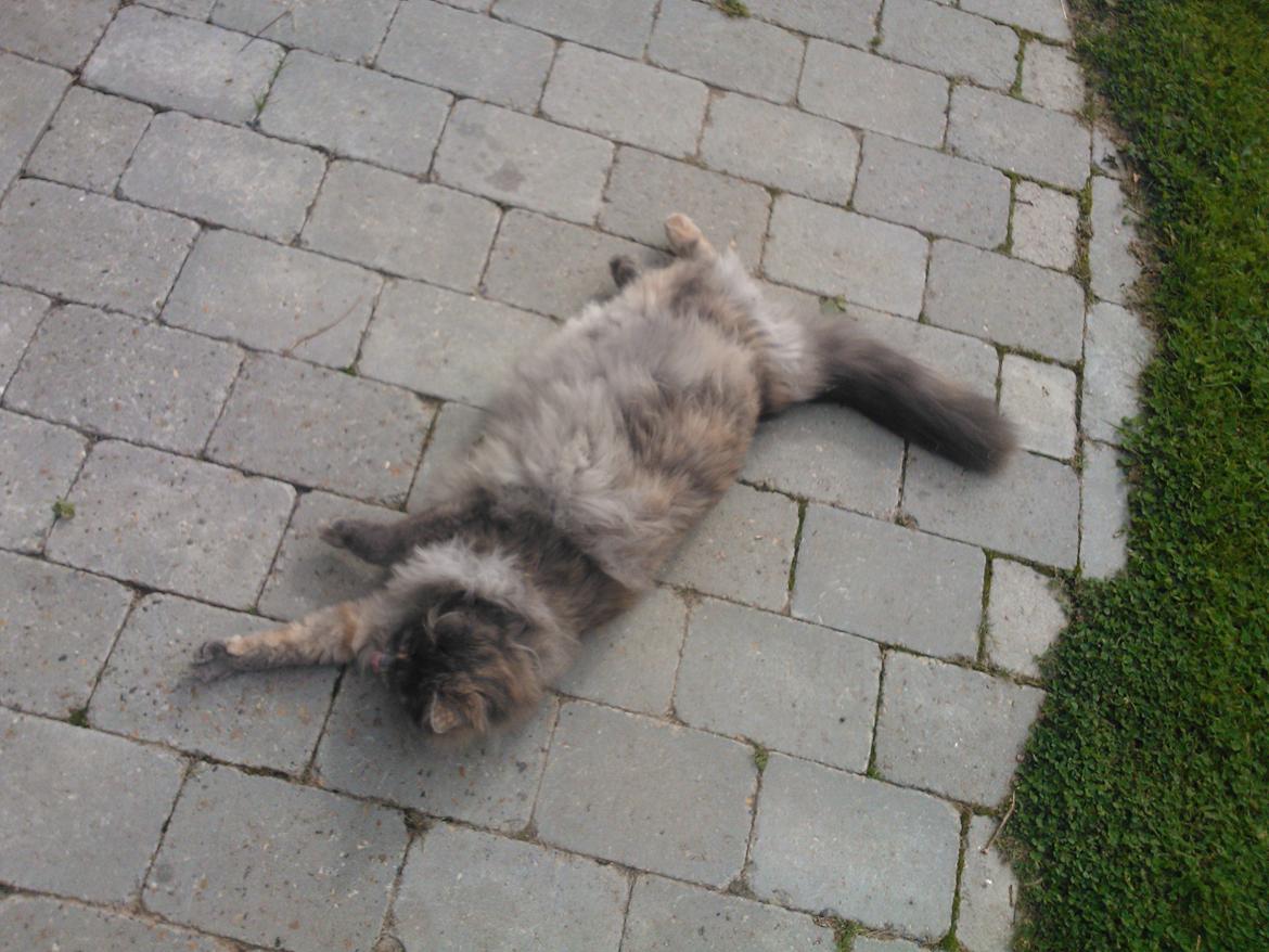 Blanding af racer Uldtot billede 4