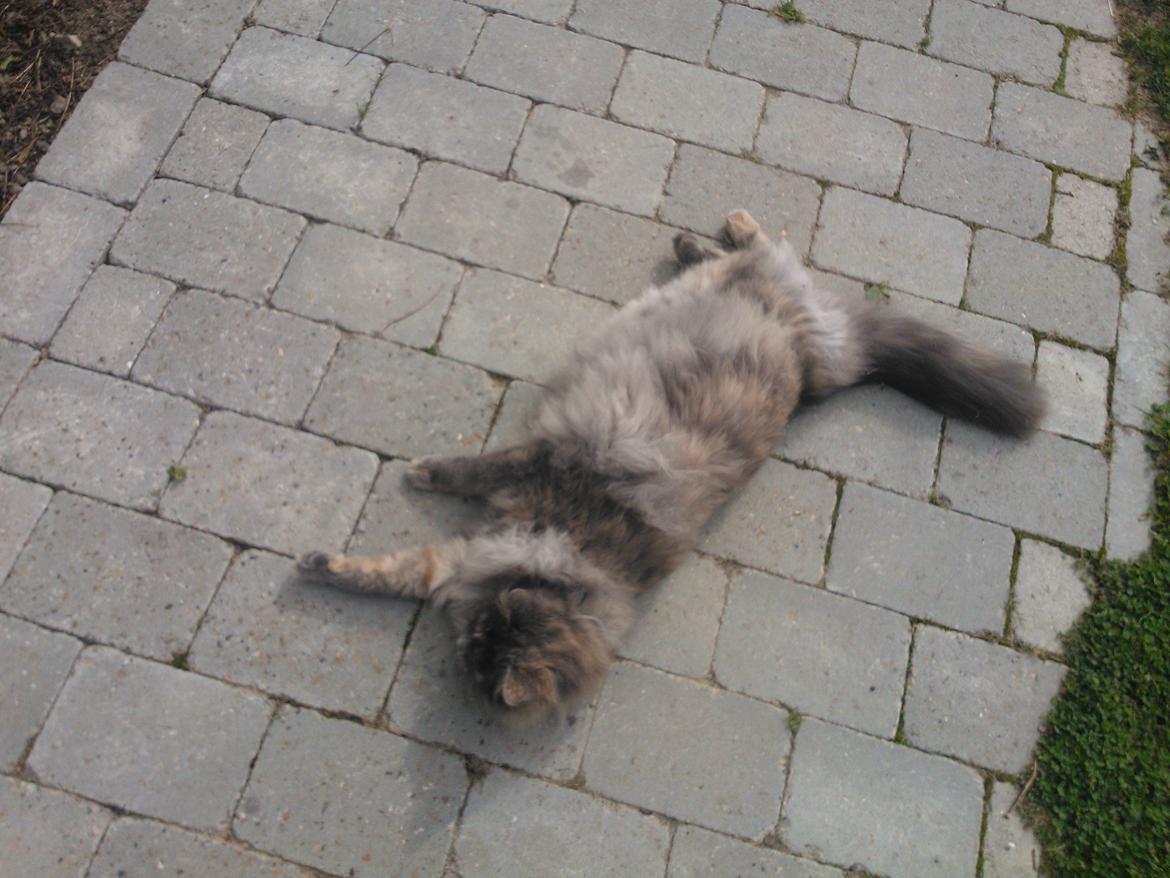 Blanding af racer Uldtot billede 5