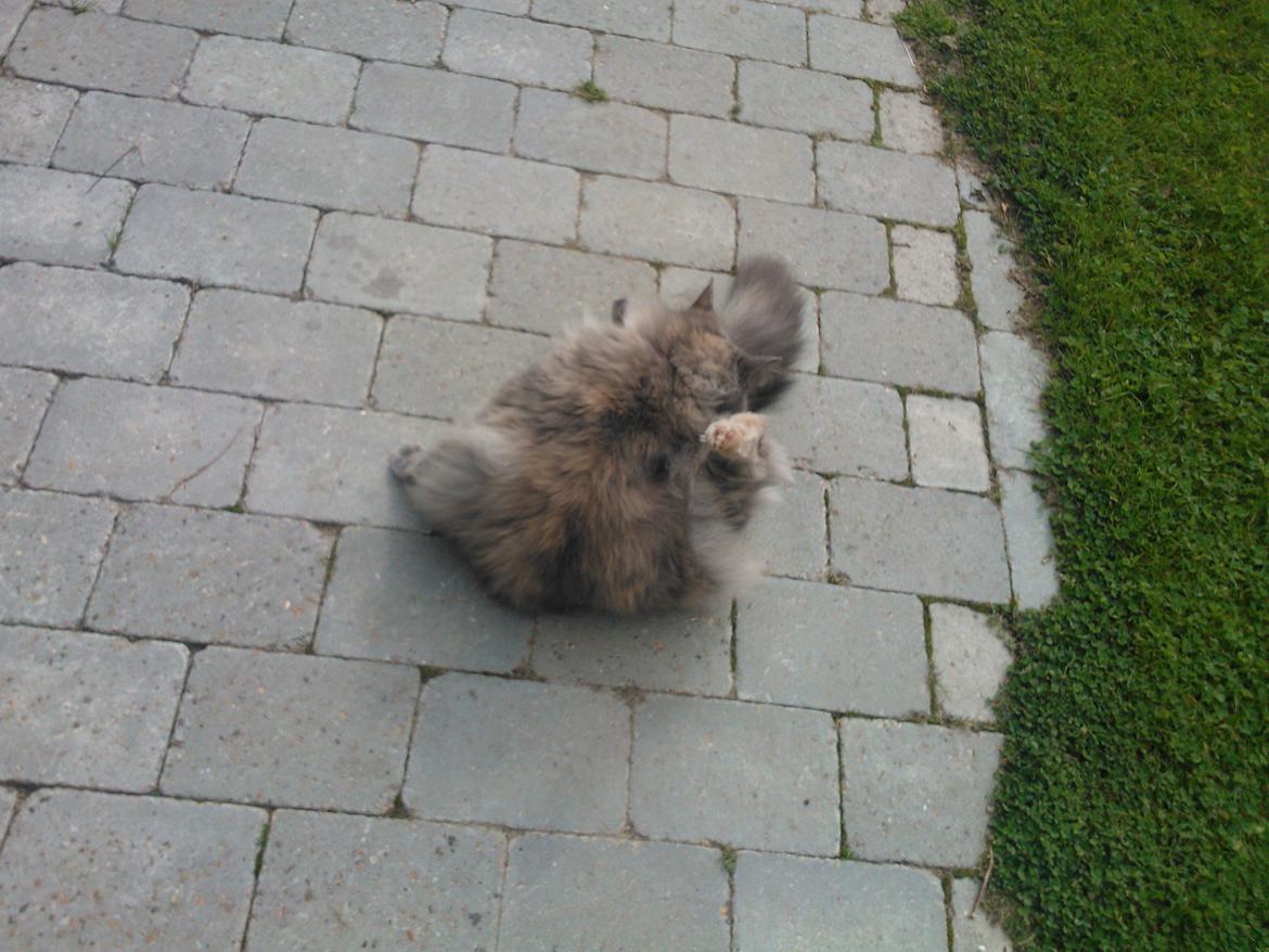 Blanding af racer Uldtot billede 6