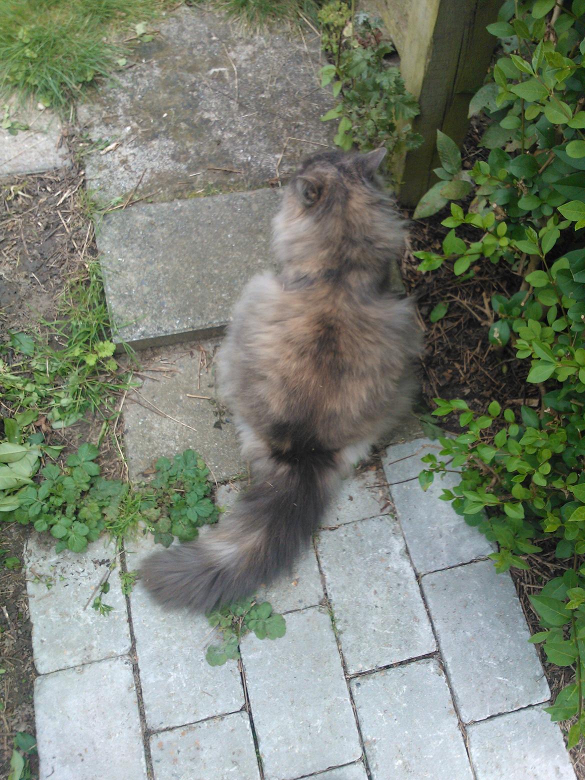 Blanding af racer Uldtot billede 7