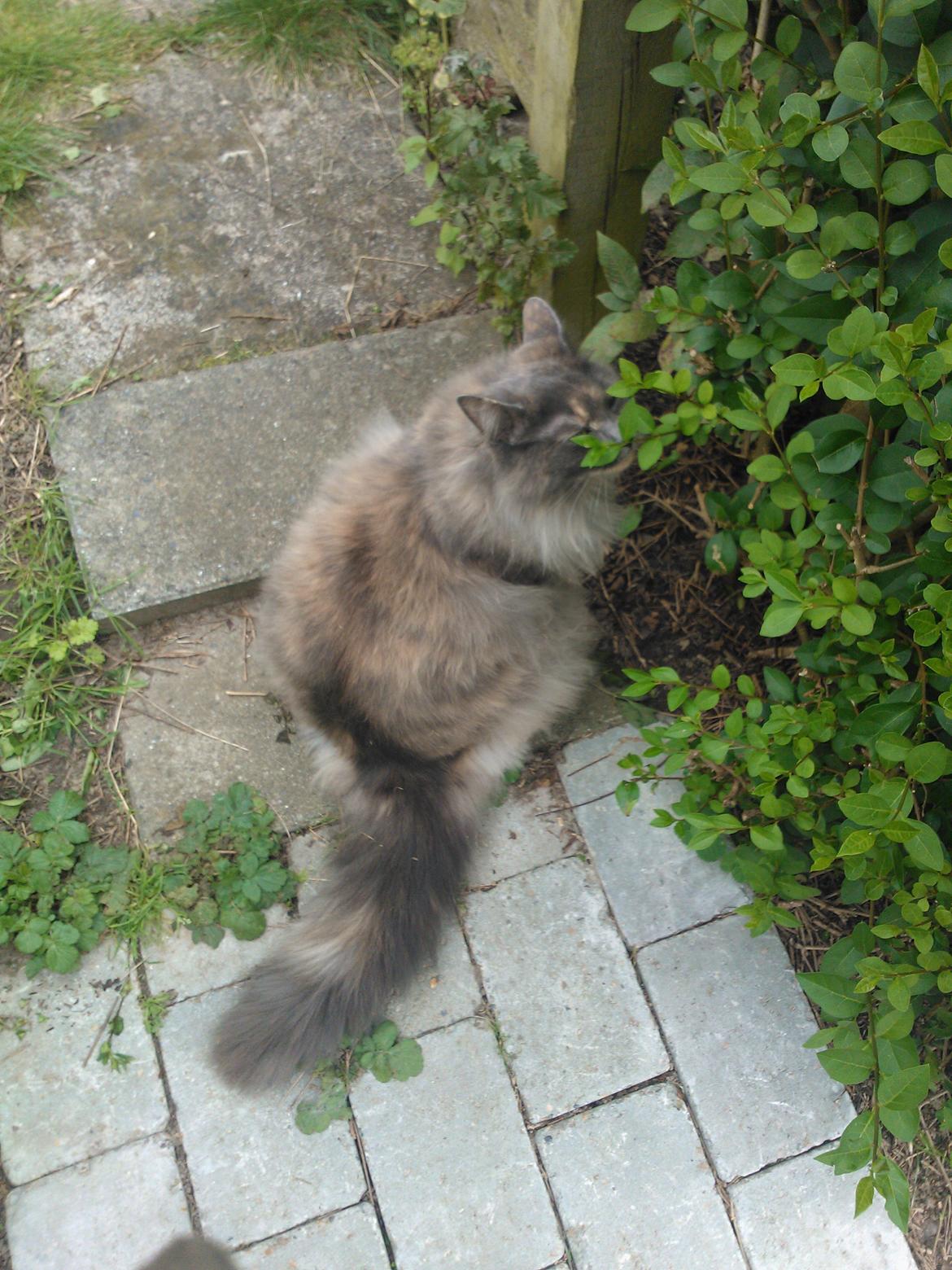 Blanding af racer Uldtot billede 8