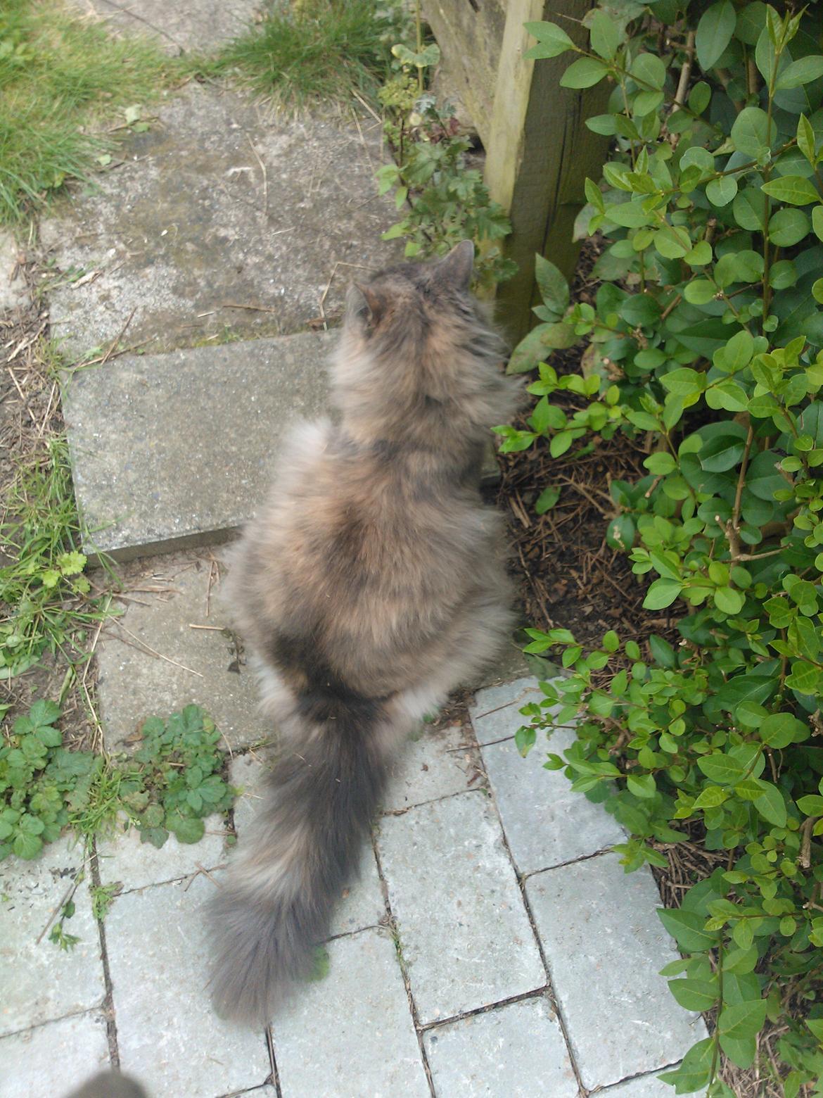 Blanding af racer Uldtot billede 9