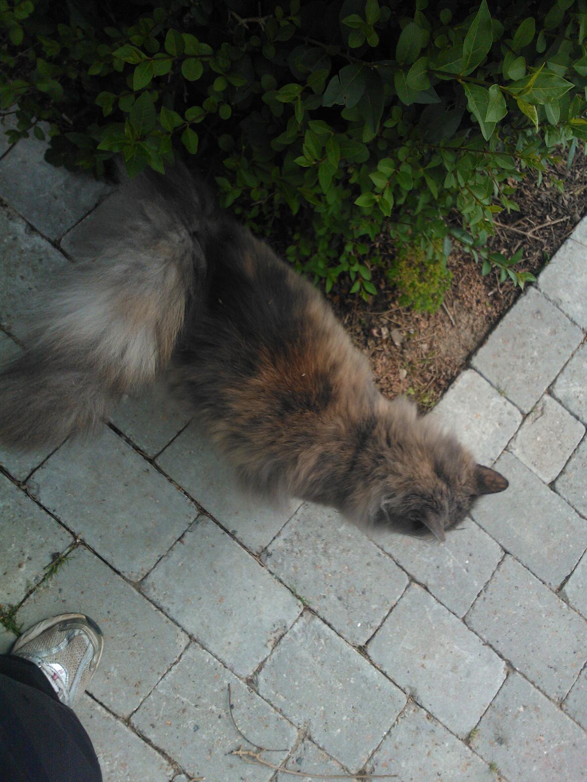 Blanding af racer Uldtot billede 10